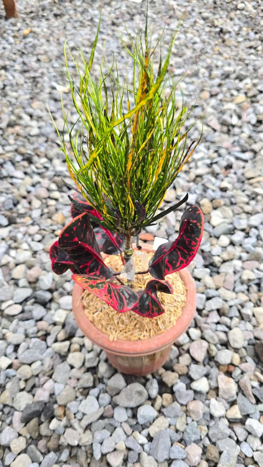 Real Picture Codiaeum Variegatum Croton Picasso Paint Brush Rare Plant