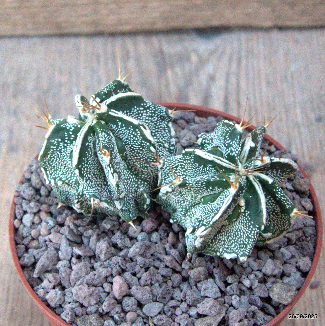 D6690 ASTROPHYTUM ORNATUM X HANNYA pot10-H5-W9 cm MaMa Cactus
