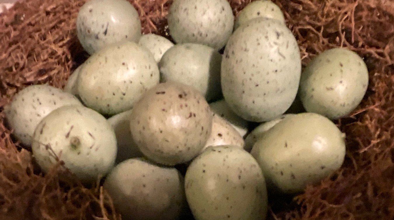 Set 6 Green Speckled Eggs 3/4”- 1” Bird Eggs Spring Decor