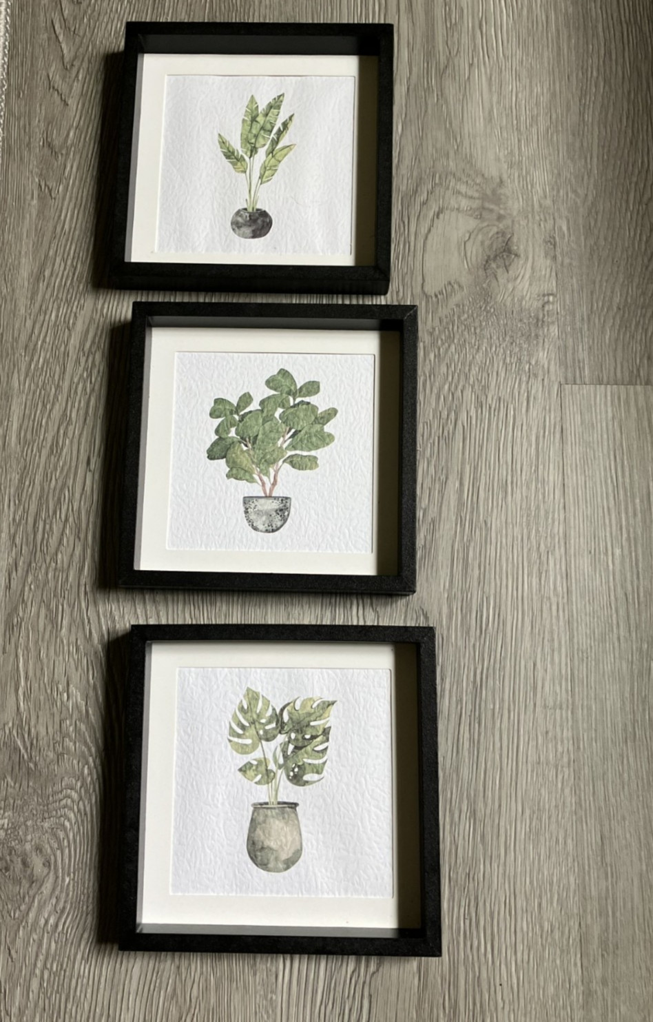 Set of 3 Small Plant Botanical Pictures 6″ x 6″ each – NEW!
