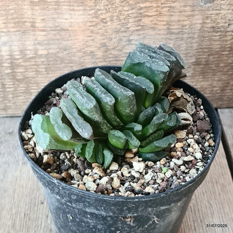 D5614 HAWORTHIA TRUNCATA pot14-H8-W13 cm MaMa Cactus