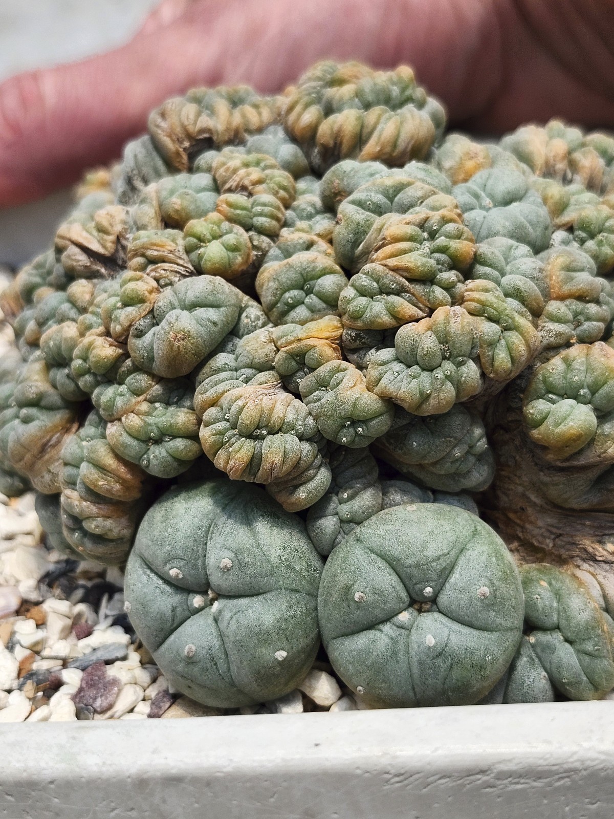 Large RARE crested cactus, self pollinating, shown in 6″ pot