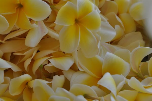 HAWAIIAN YELLOW PLUMERIA FRANGIPANI PLANT CUTTING – 9 – 12 IN. LONG UNROOTED