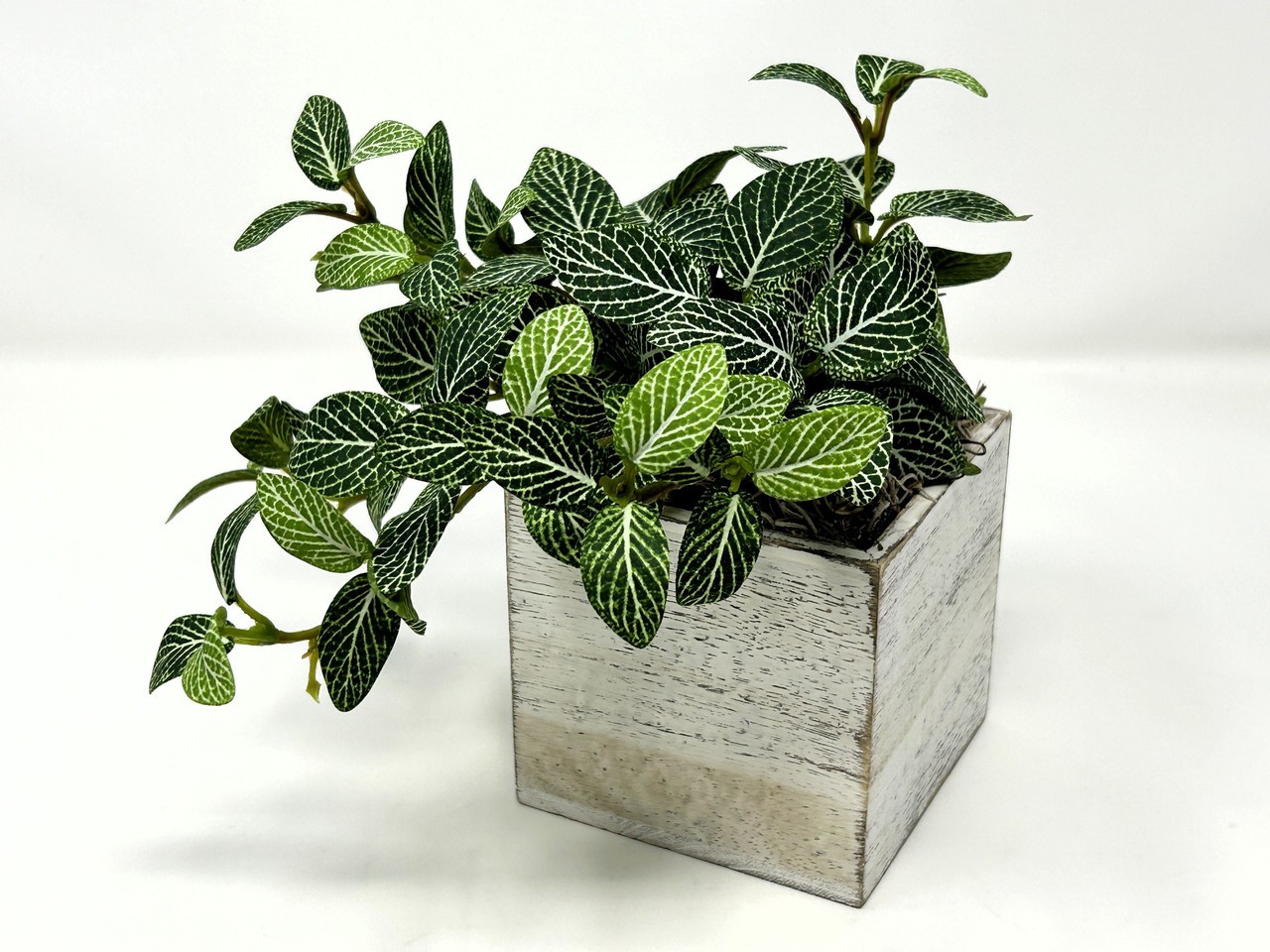 Small 8″ tall Artificial GREEN FITTONIA NERVE Silk plant potted, White-washed wo