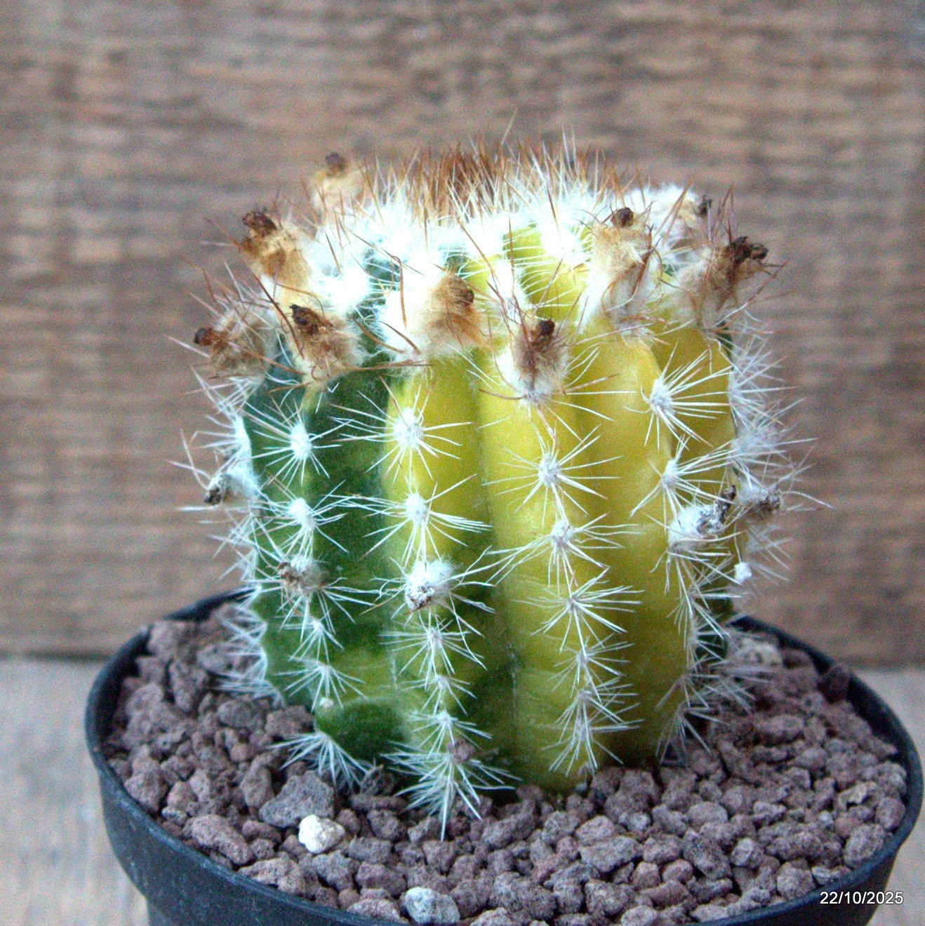 D7079 PARODIA ASAPOYANA VARIEGATED pot10-H8-W6,5 cm MaMa Cactus