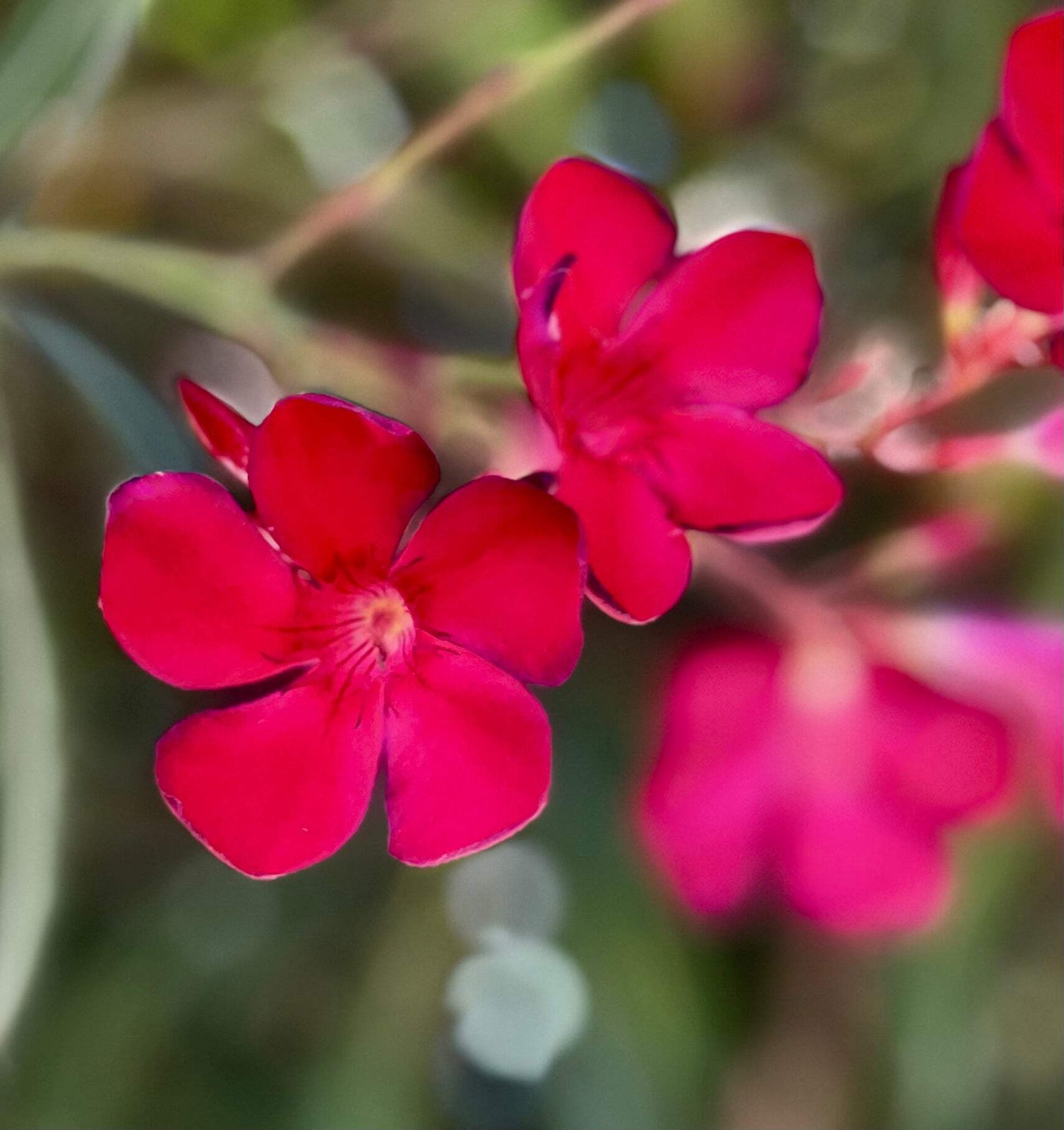 Nerium oleander cv Manzoni (Italian cultivar) RED-PINK – Oleander |