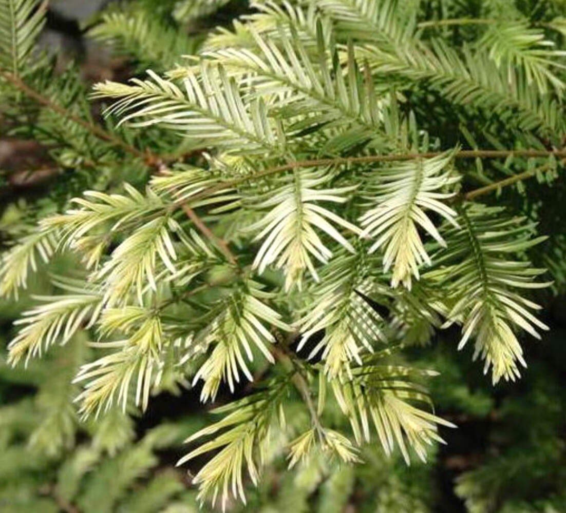 Metasequoia glyptostroboides cv ‘Snow Flurries’ – Dawn Redwood ‘Snow Flurries’