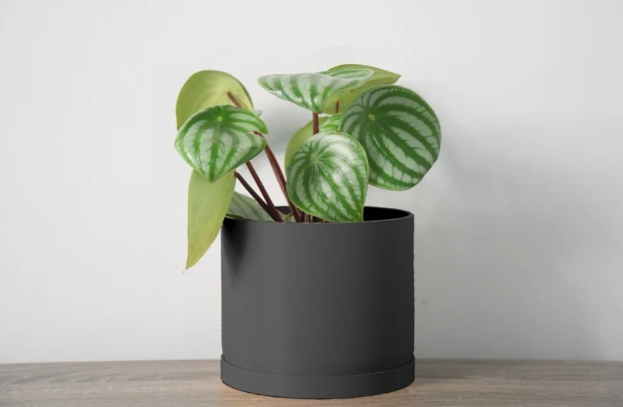 Minimalist Planter with Drainage & Saucer in Black