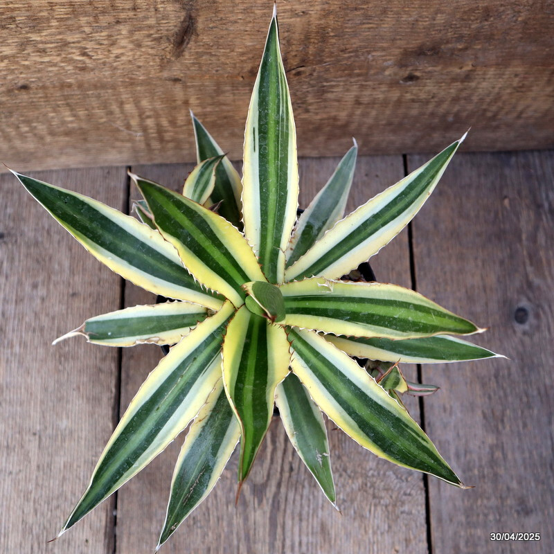 D2131 AGAVE LOPHANTHA TRICOLOR pot14-H23-W31 cm MaMa Cactus