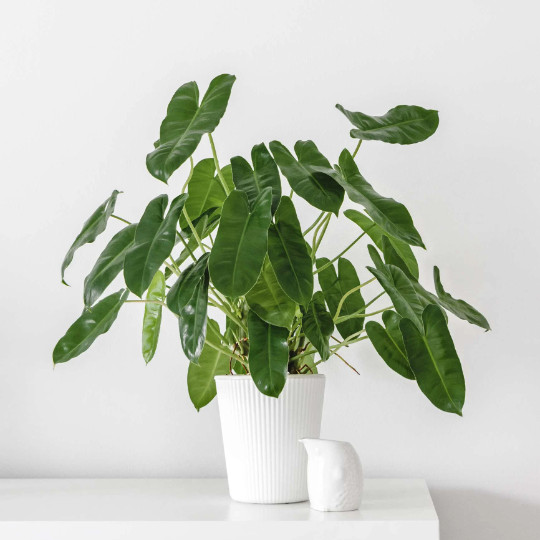Burle Marx Philodendron Cutting | Air Roots w/ Multiple Nodes | Indoor & Outdoor