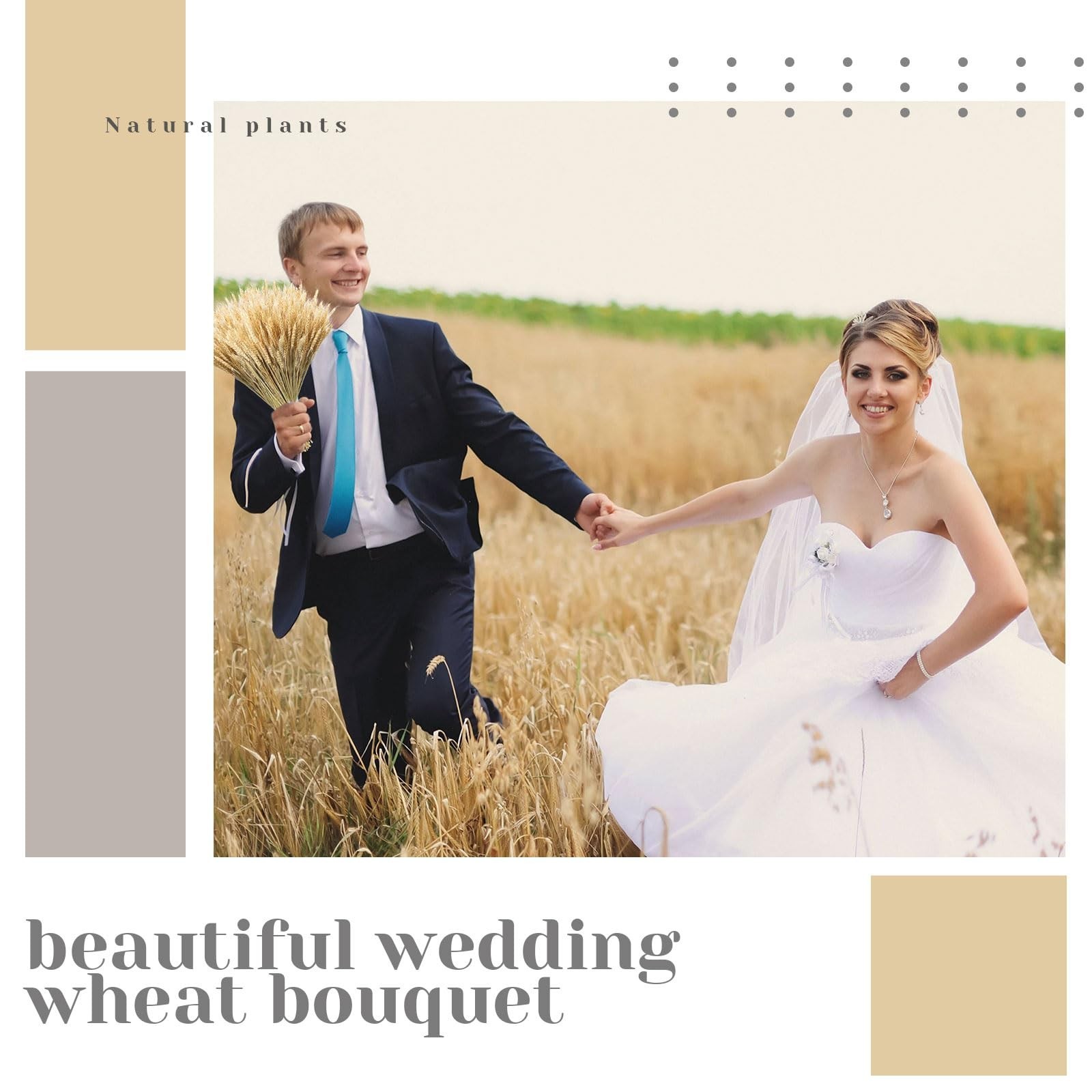 Dried Wheat Stalks Bundle – 1600 Stems Natural Grass for DIY Decor, Centerpieces