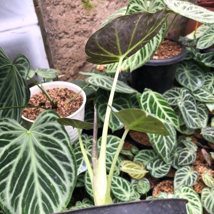 Alocasia Regal Shield – Large Dark Shield Foliage Live Plant Grow in Pot