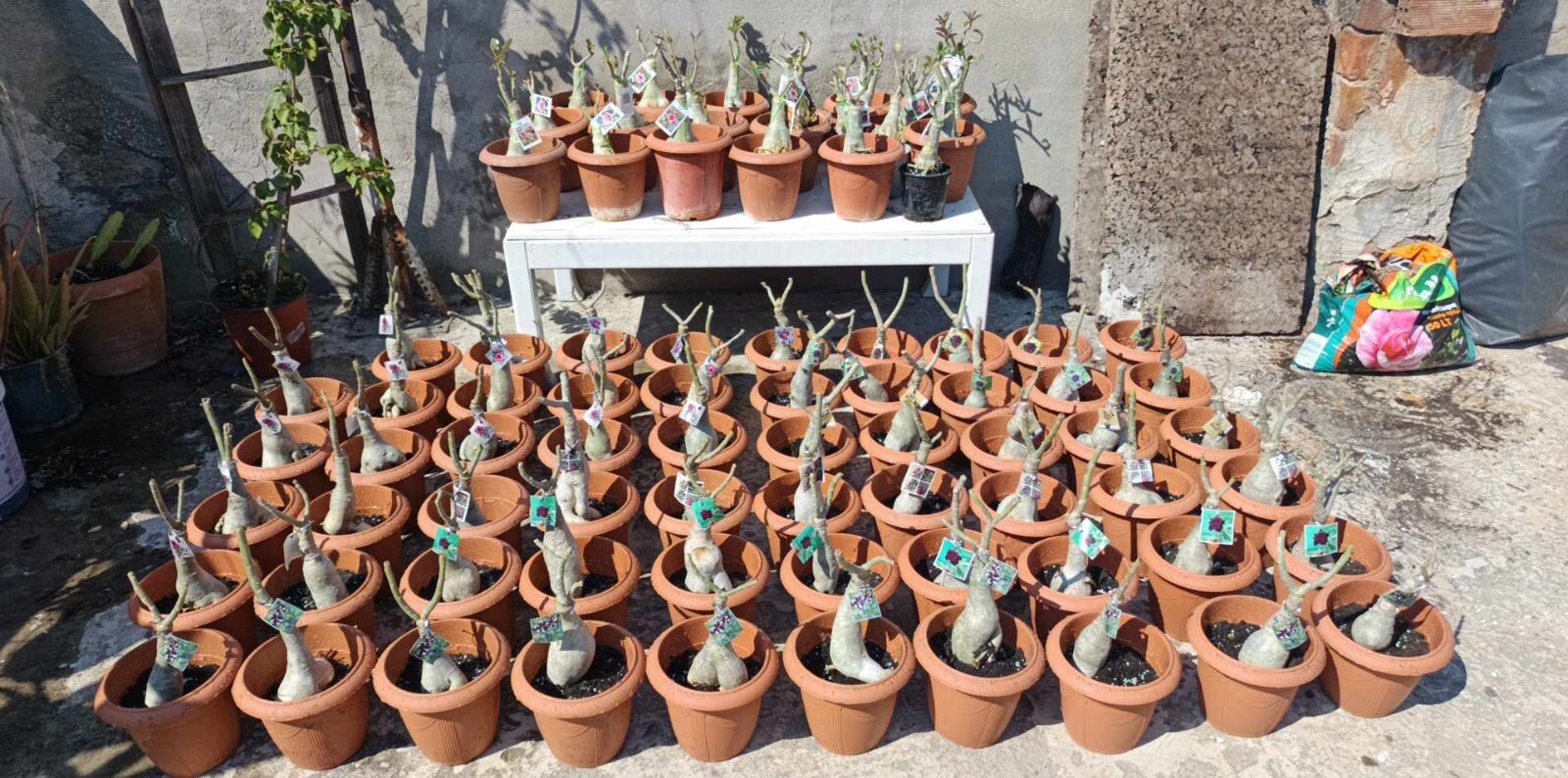 adenium plant