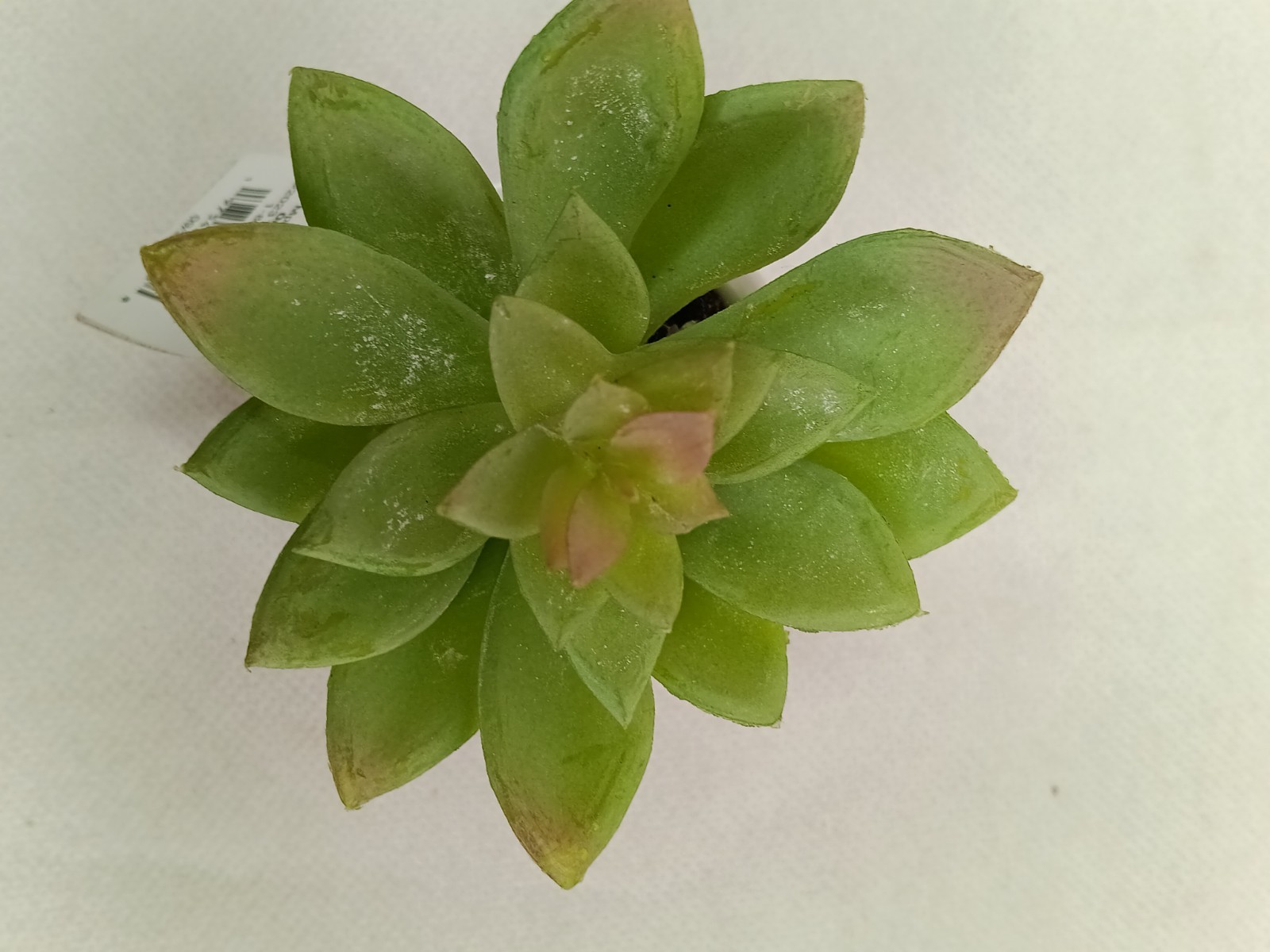 3.5 ” Mini Tabletop Succulent Artificial Plant – Threshold, new