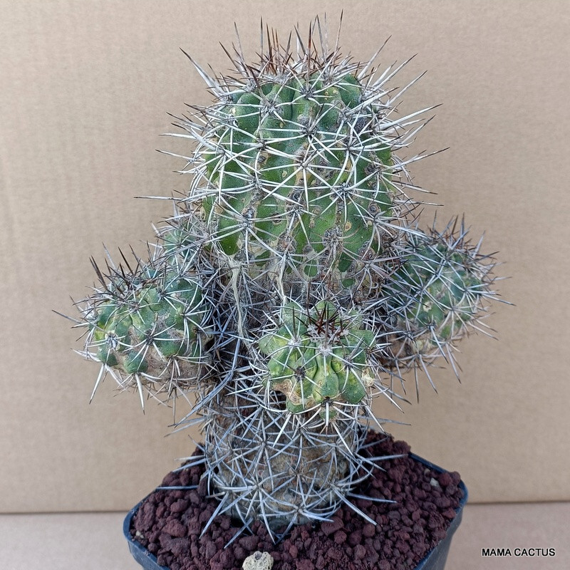 D1160 COPIAPOA COQUINBANA pot 10 cm H 17 cm W 17 cm MaMa Cactus