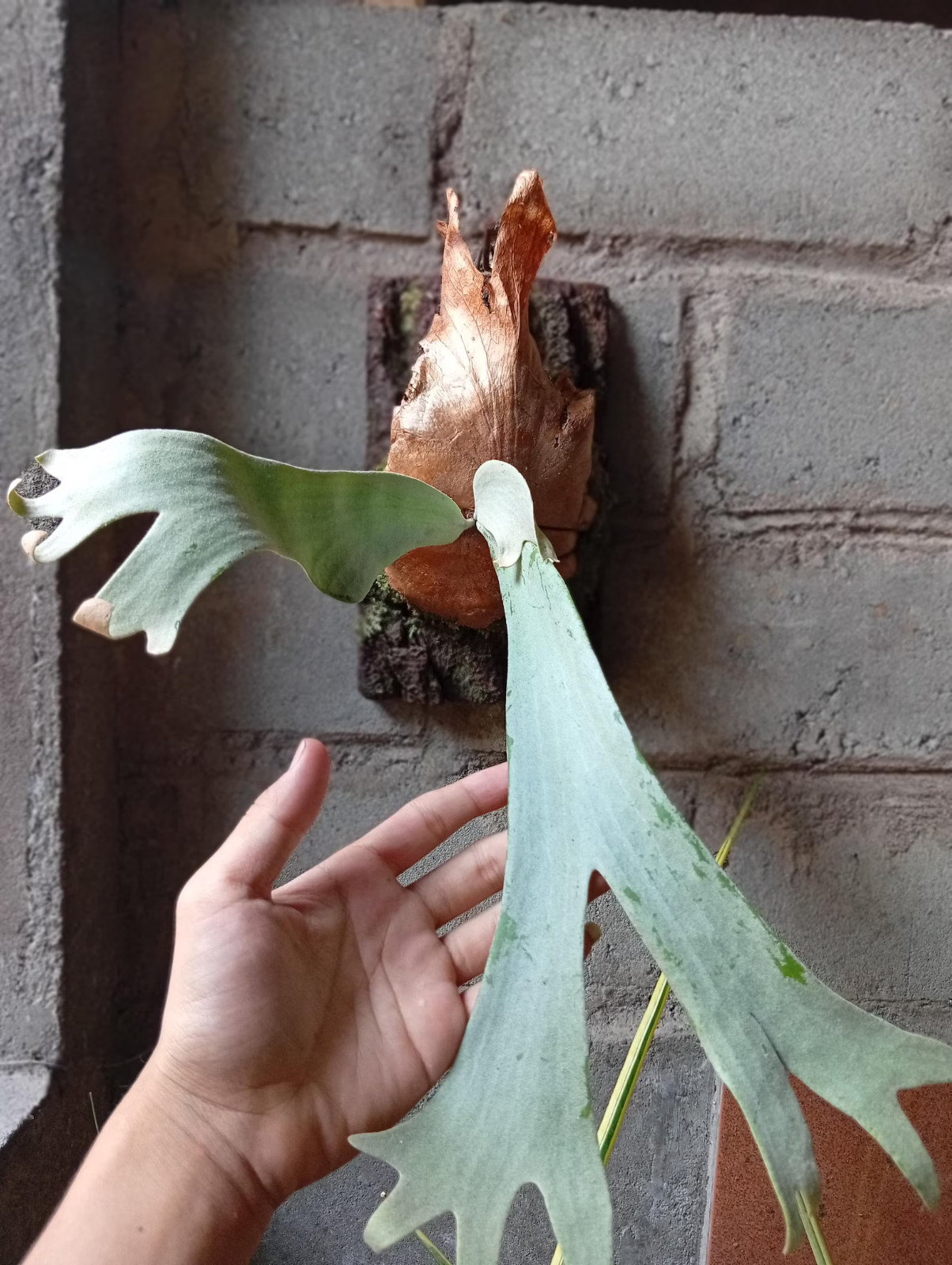 Real Picture Platycerium Bifurcatum Silver Medium Size