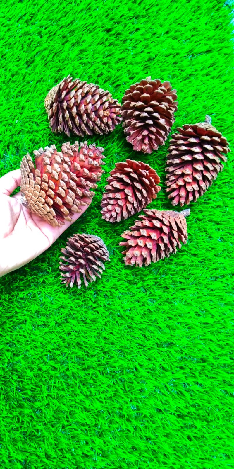 10 Pcs pine cones natural 100% dried flowers wedding decors christmas garland
