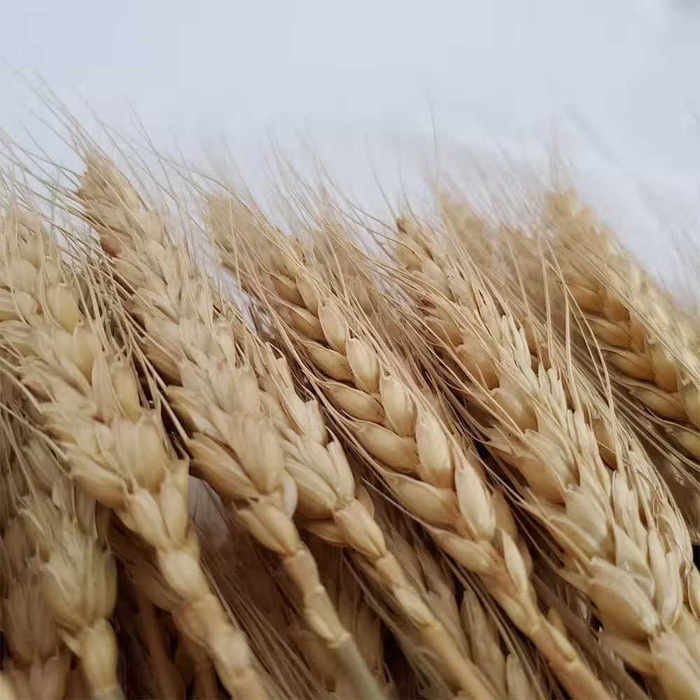 2.2 In. Farmhouse Natural Wheat Stalks 100 Pieces Gold Artificial Plant Home Tab