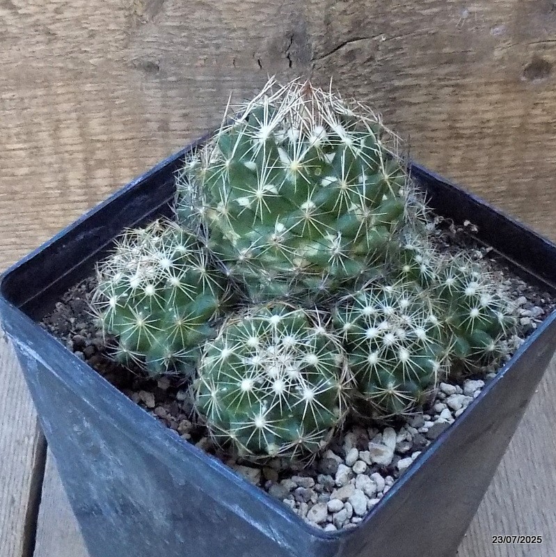 D5447 CORYPHANTHA NICKELSAE pot14-H11-W13 cm MaMa Cactus