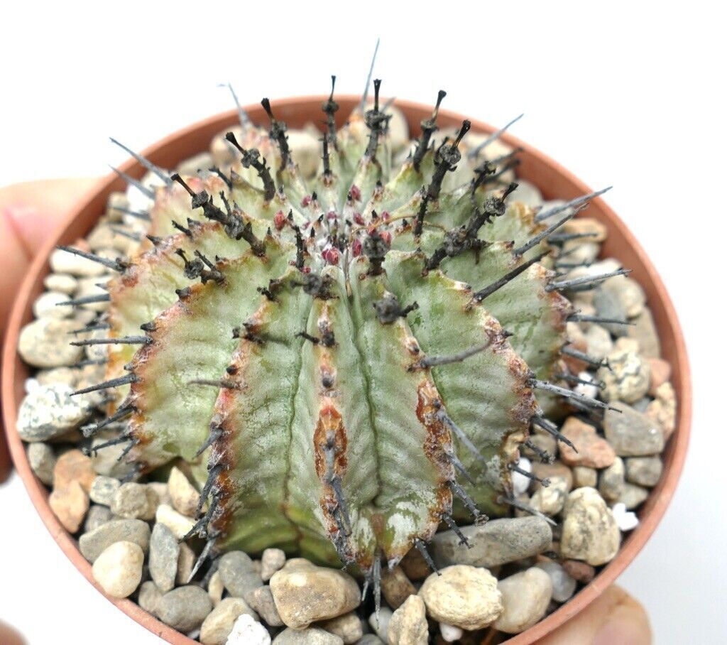 Euphorbia horrida SNOW FLAKES 4 –