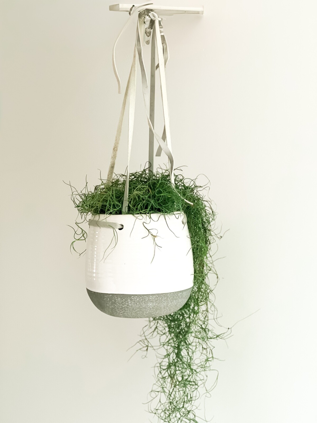12 oz. Natural & Preserved Spanish Moss – Premium Quality, Vibrant & Versatile
