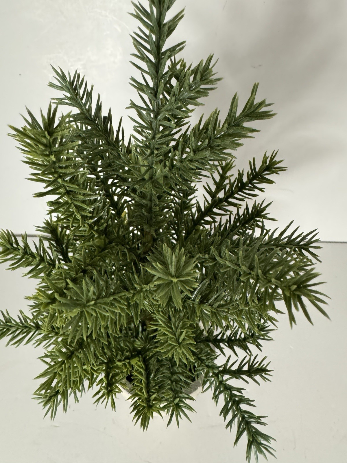 Pine Potted Plant 6in Tall In Small Terracotta Pot