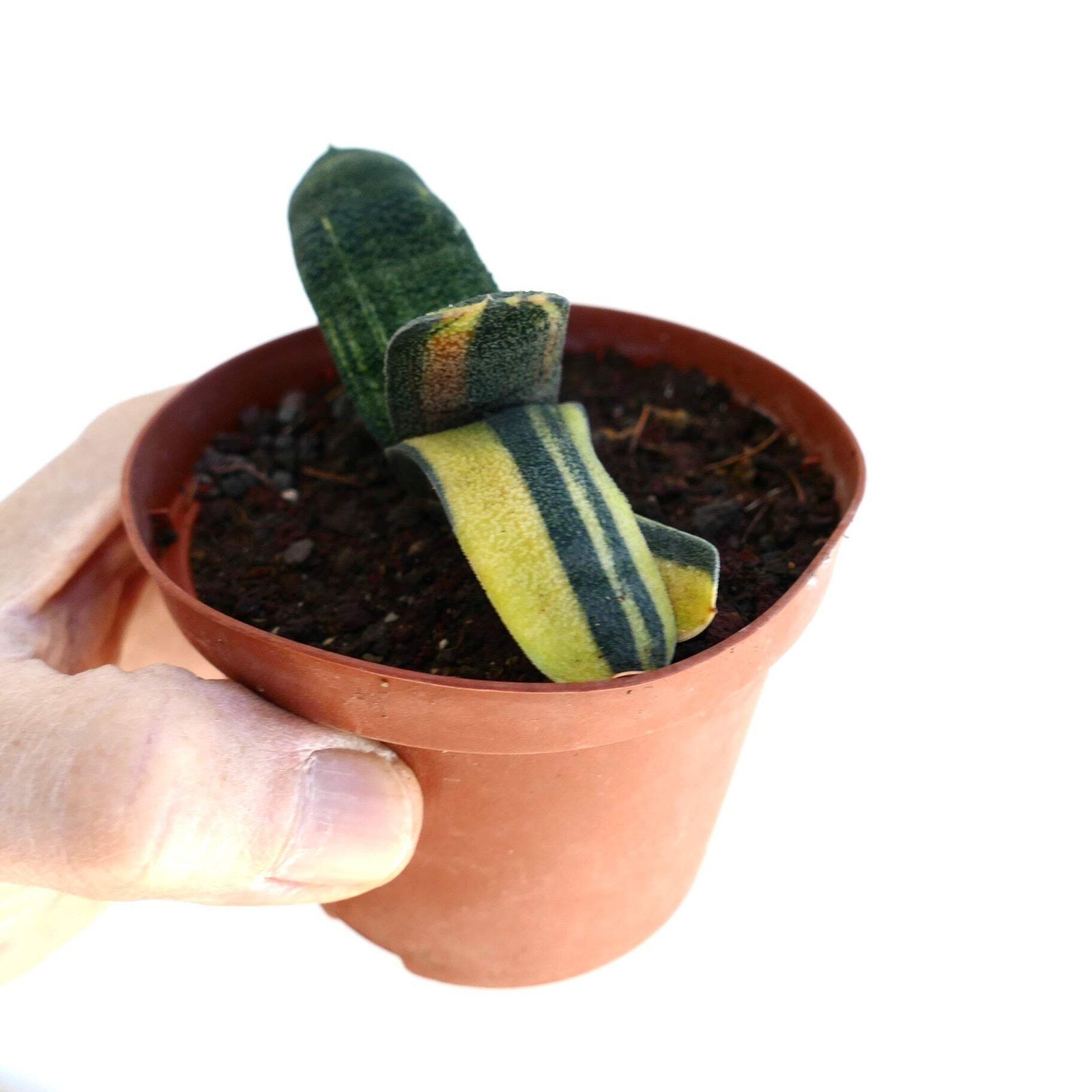 Gasteria batesiana VARIEGATED – Knoppies gasteria | Bates’ gasteria