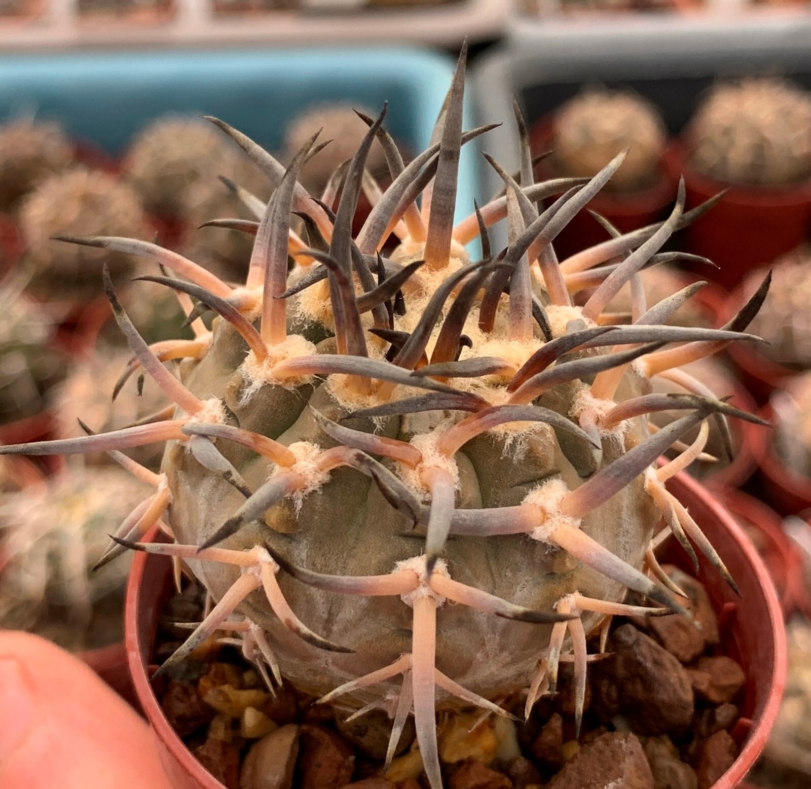 50 FRESH SE_EDS Gymnocalycium riojense v paucispinum selected
