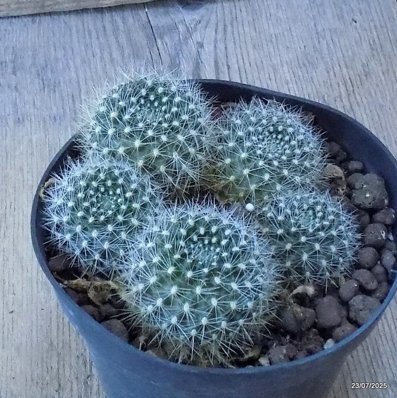 D5423 REBUTIA MINIMA pot12-H5-W10 cm MaMa Cactus