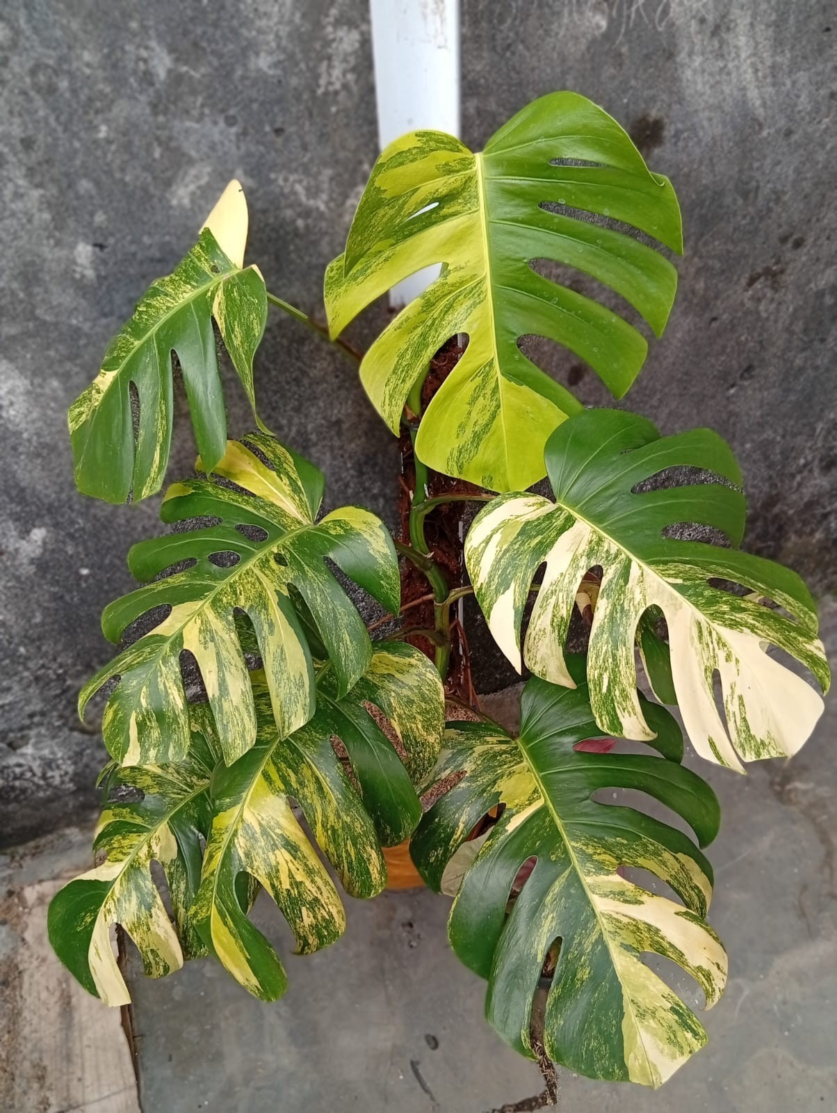 Real Picture Monstera Marmorata Aurea Variegated Big Size