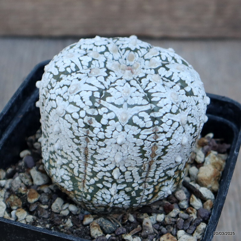 A4628 ASTROPHYTUM SUPER KABUTO SNOW pot 10 cm H 3 cm W 5,5 cm MaMa Cactus