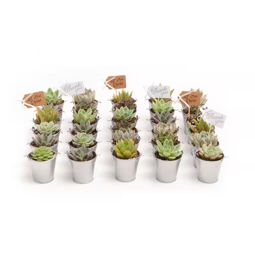 2 In. Wedding Event Rosette Succulents Plant with Silver Metal Pails and Thank Y