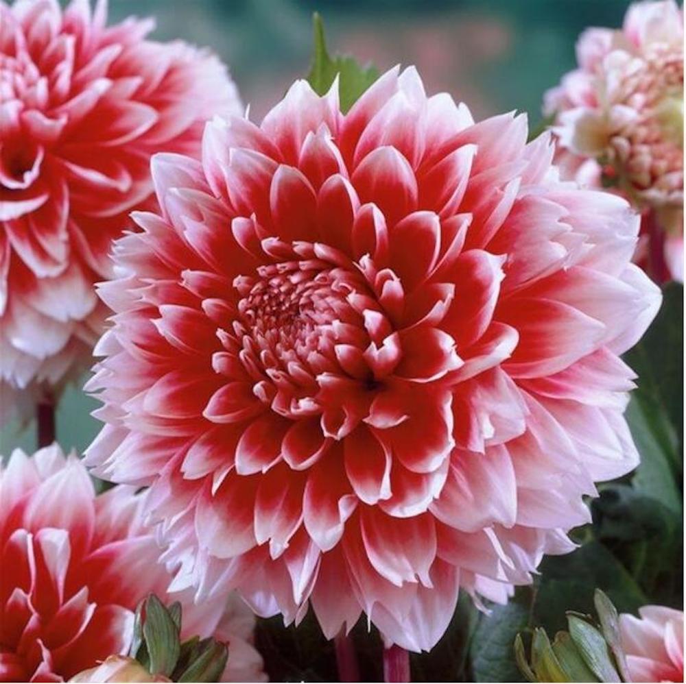 (10) DAHLIA SEEDS rare exotic flower blossom garden plant USA SELLER W/TRACK