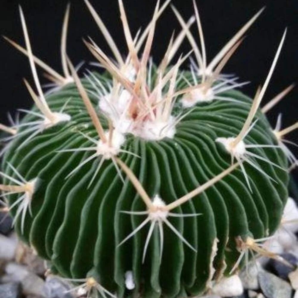 Stenocactus Multicostatus Brain Cactus Live Plant With Flower Pot