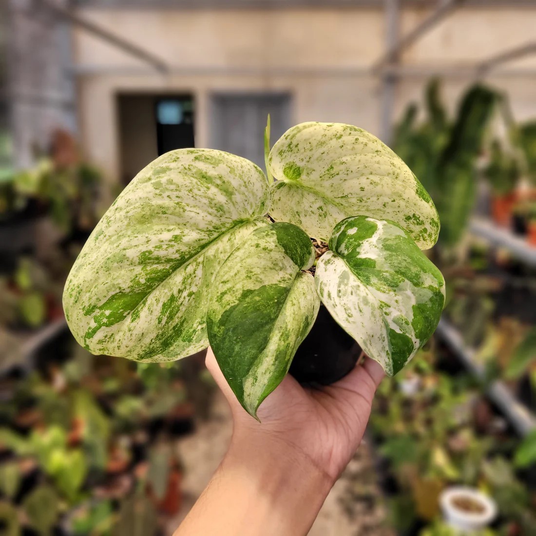 Real Pickture Hoya Australis Albomarginata Free Phyto