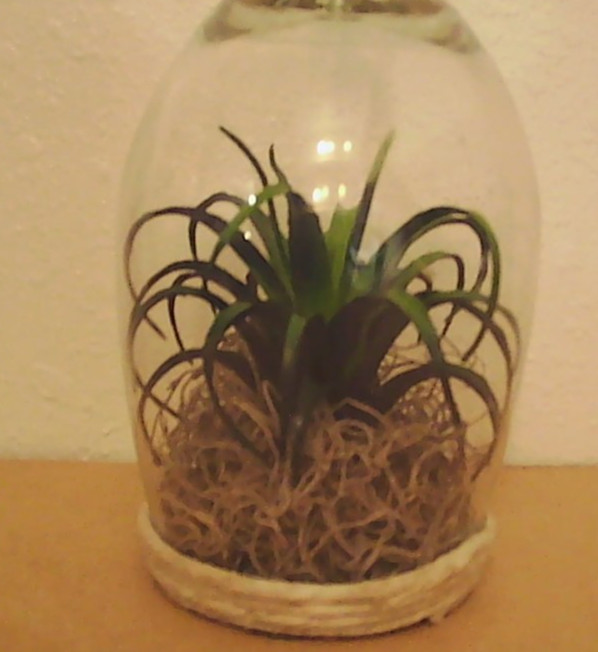 Champagne Glass Planter with Fake Succulent Home Decor 8″ tall