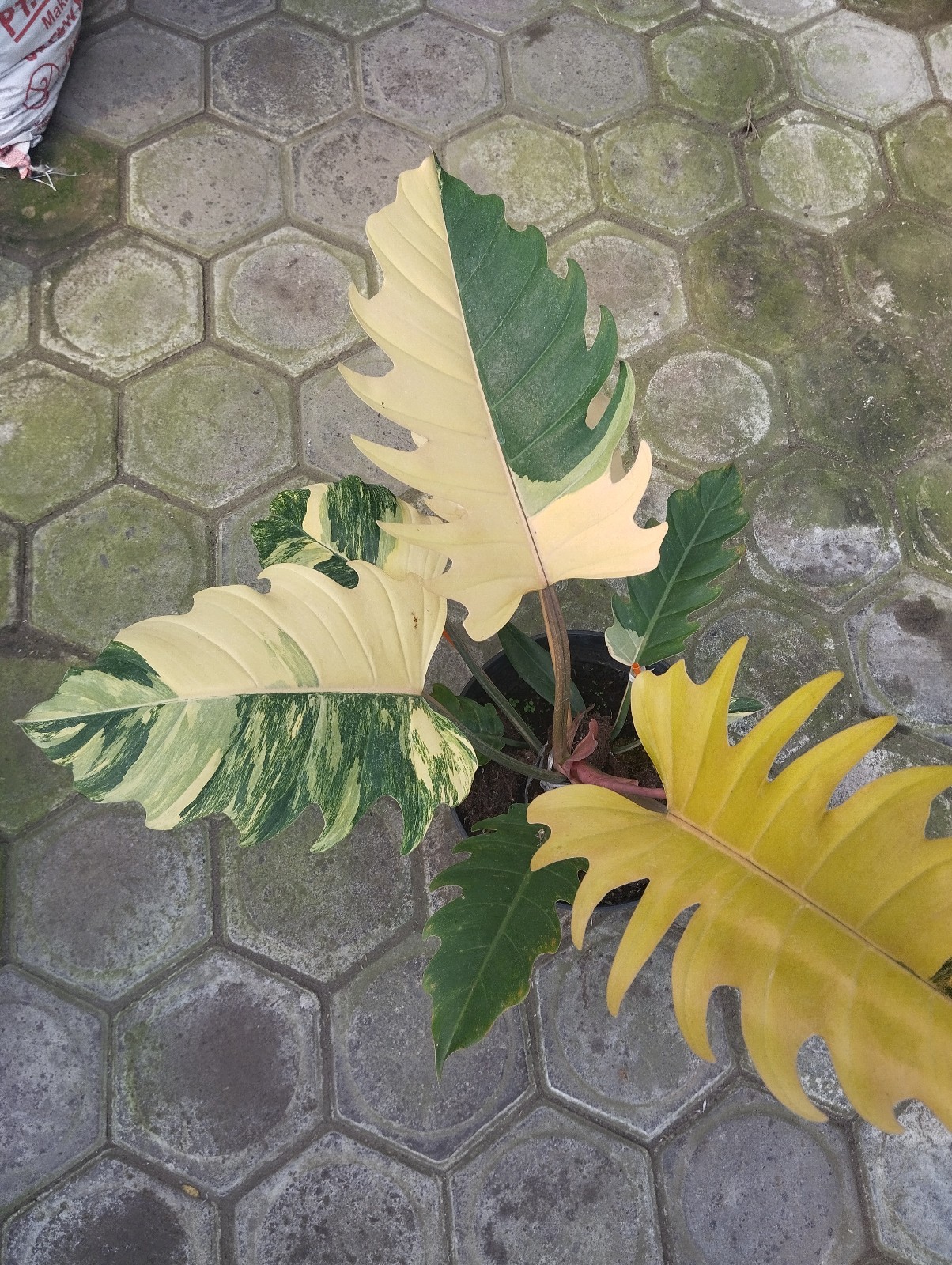 Philodendron Caramel Marble Big Size Variegated Real Picture Free Phitosanytari