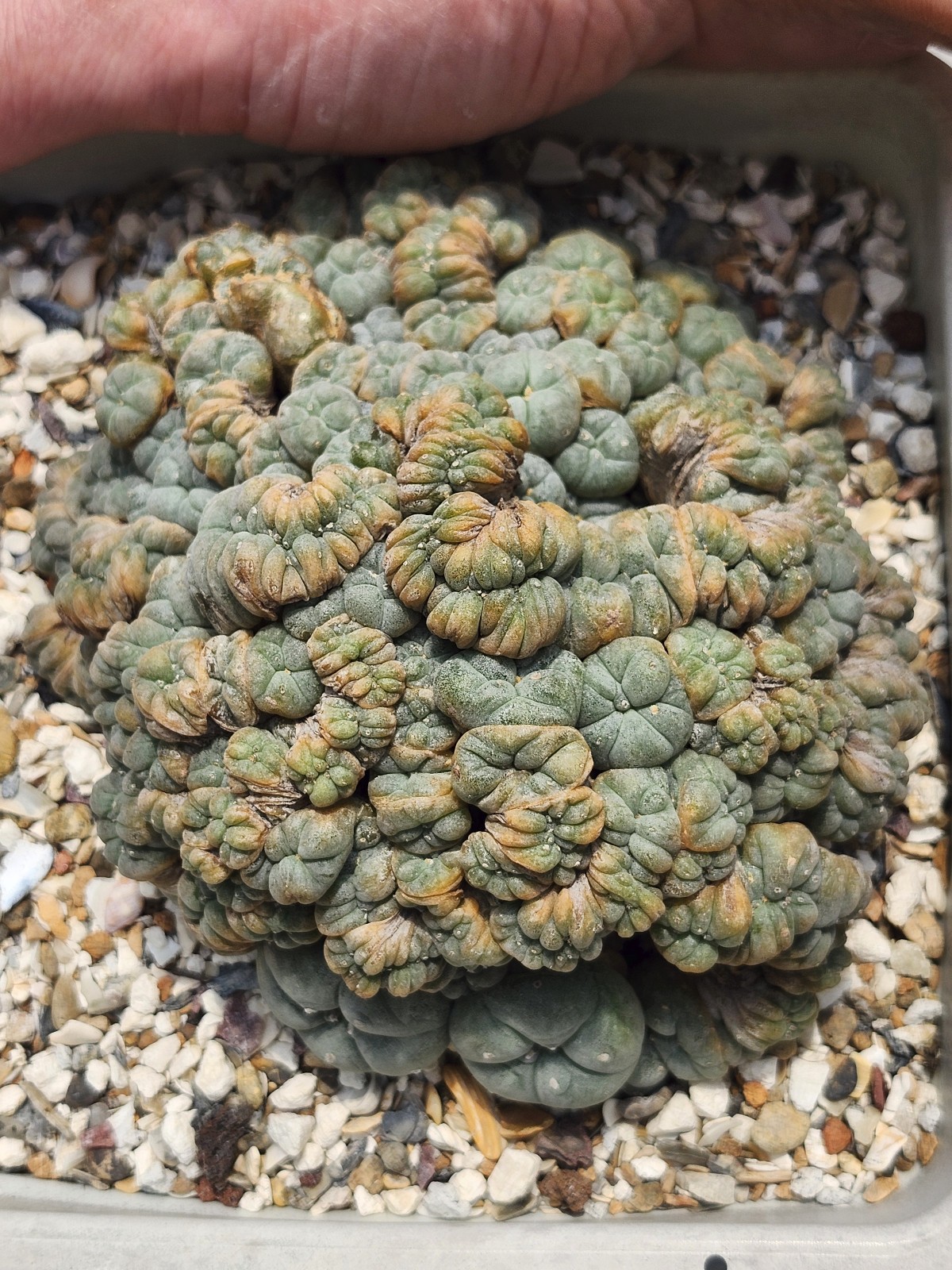 Large RARE crested cactus, self pollinating, shown in 6″ pot