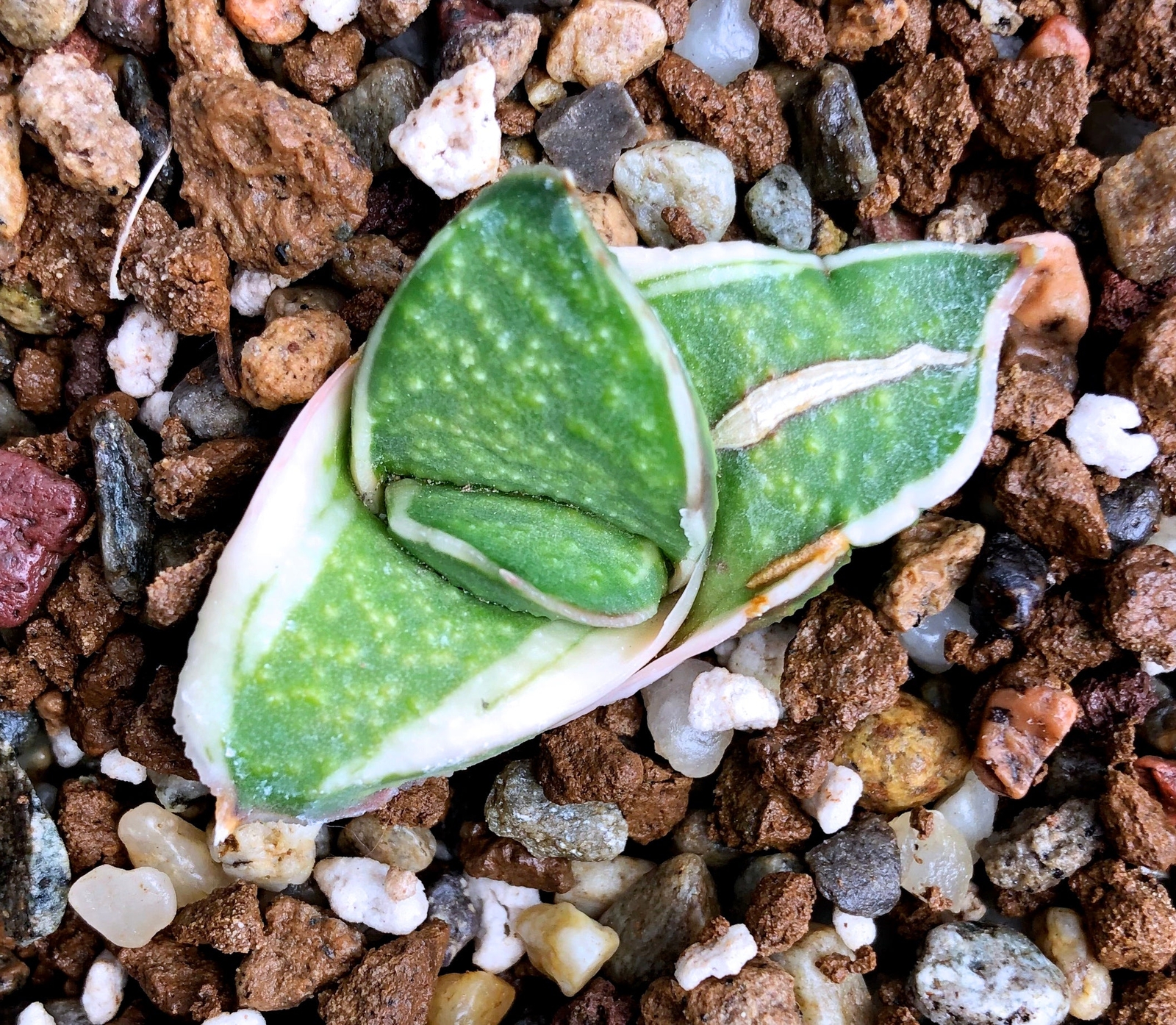 Gasteria cv GAGYU-RYU NISHIKI WHITE VARIEGATED –