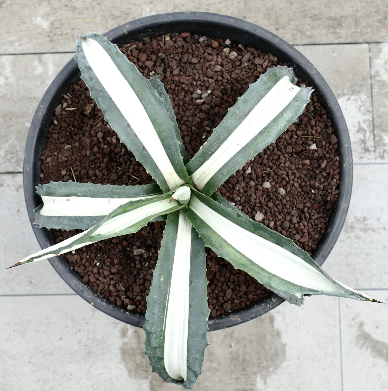Agave americana MEDIOPICTA ALBA WHITE VARIEGATED 36,5cm – Century plant | Americ