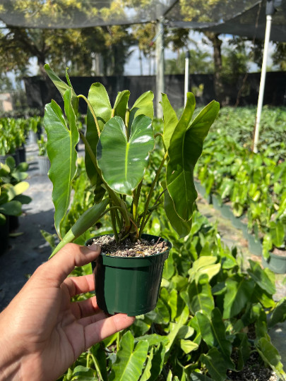 Burle Marx Philodendron Rooted with 4 inch Pots | Indoor & Outdoor Live Tropical