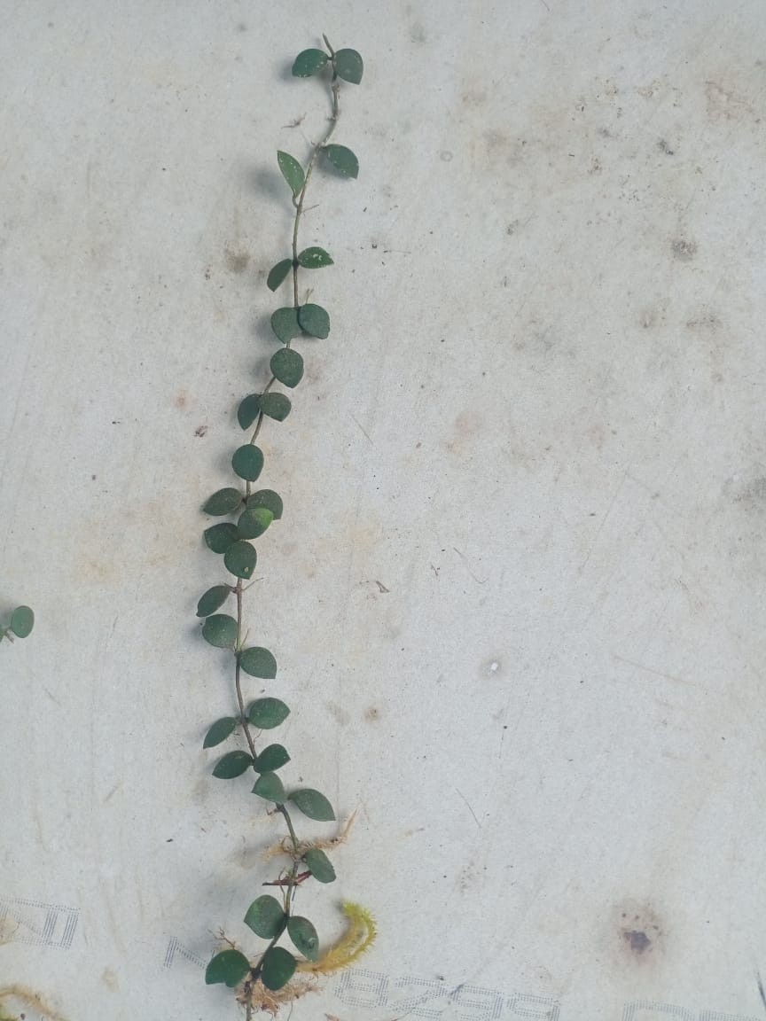 Hoya Boycei Mini Sp Borneo Rare Tropical Wax Plant