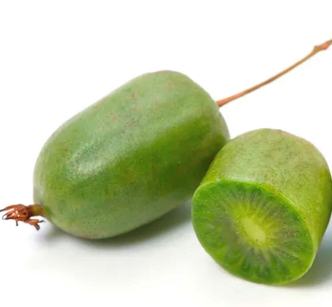 Actinidia deliciosa cv VITIKIWI 70-110cm –