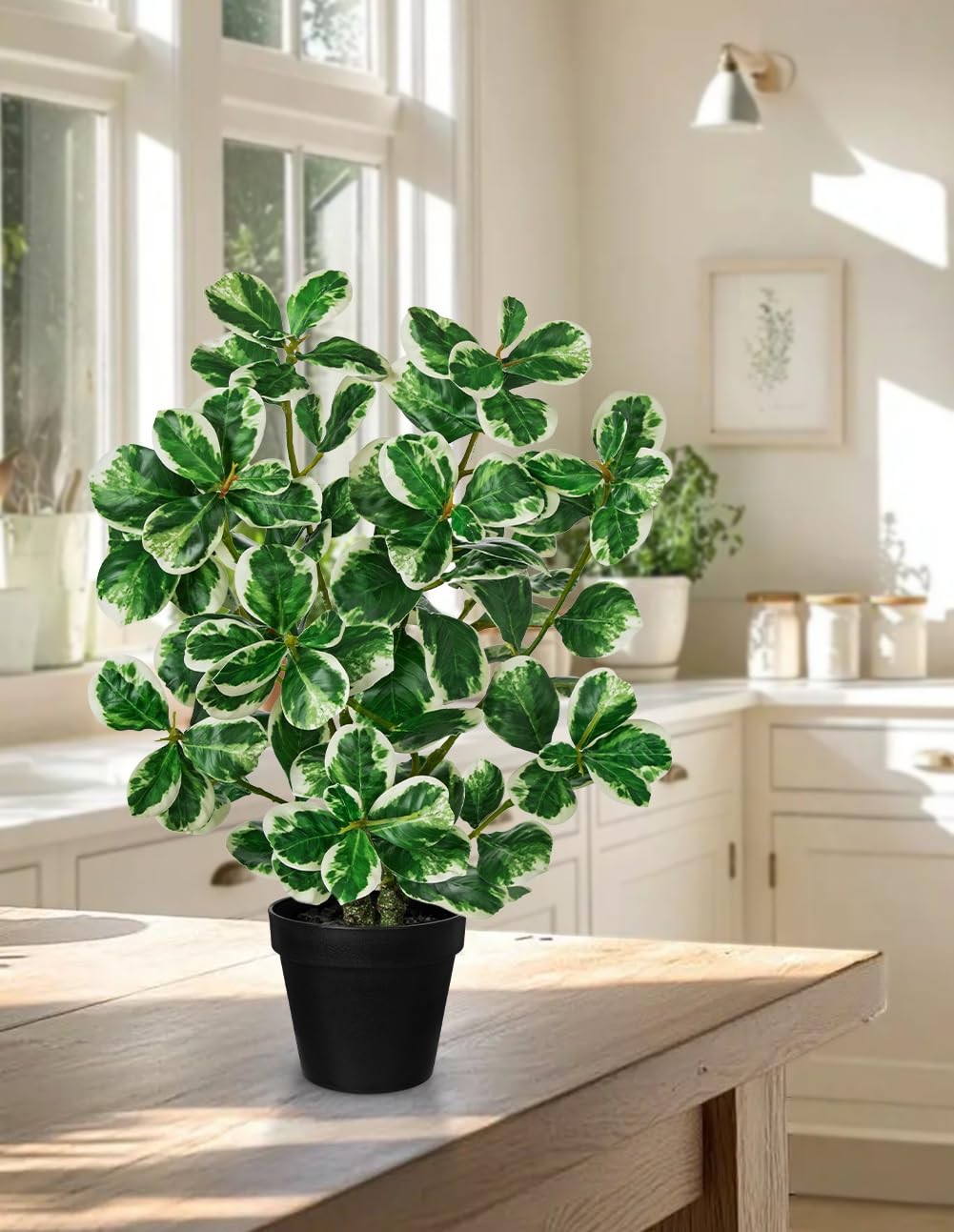 Artificial Rubber Tree Plant Black Pot Faux Ficus Cream White Edge 20 Inch