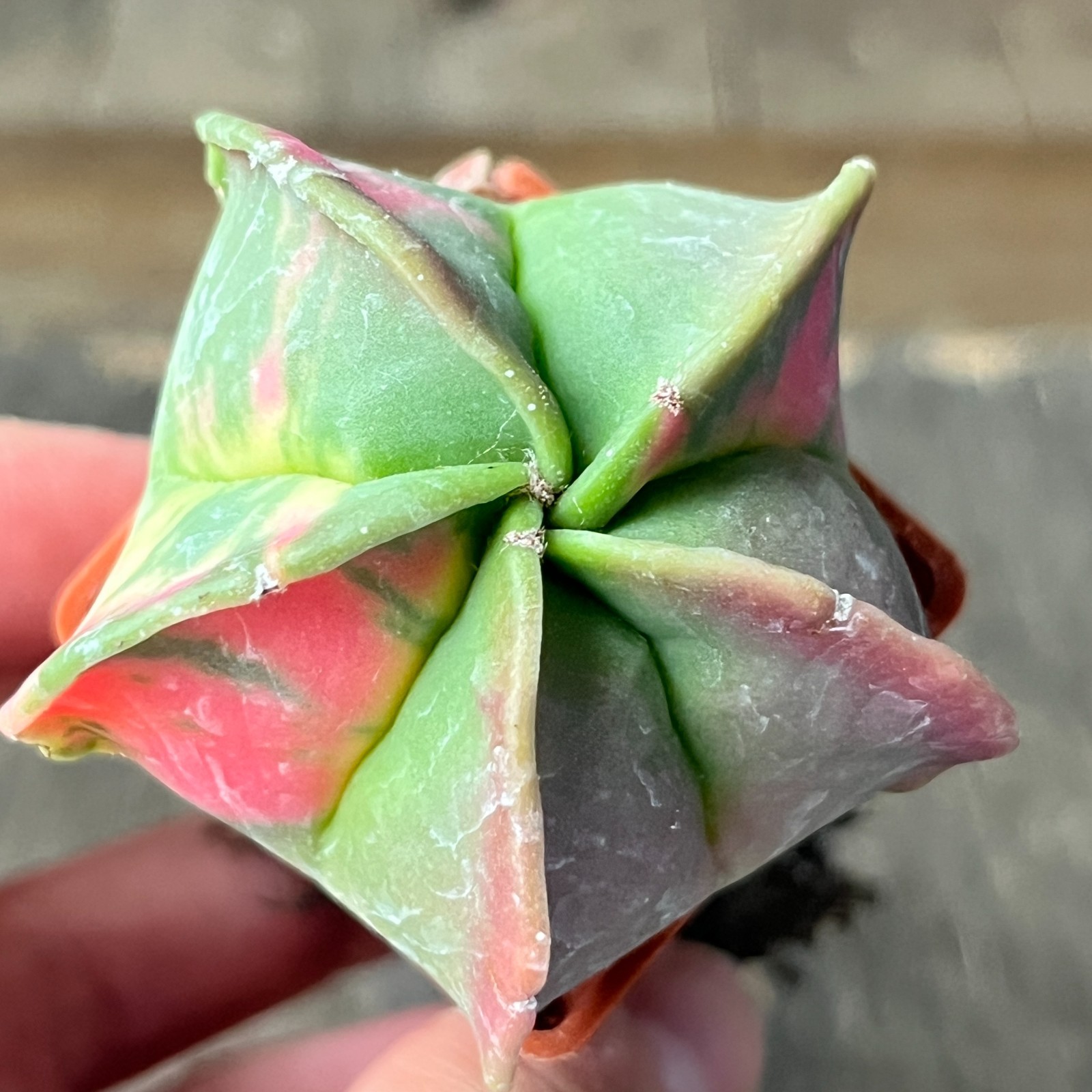 A41-803 Astrophytum myriostigma f. Nuda – variegata, own root