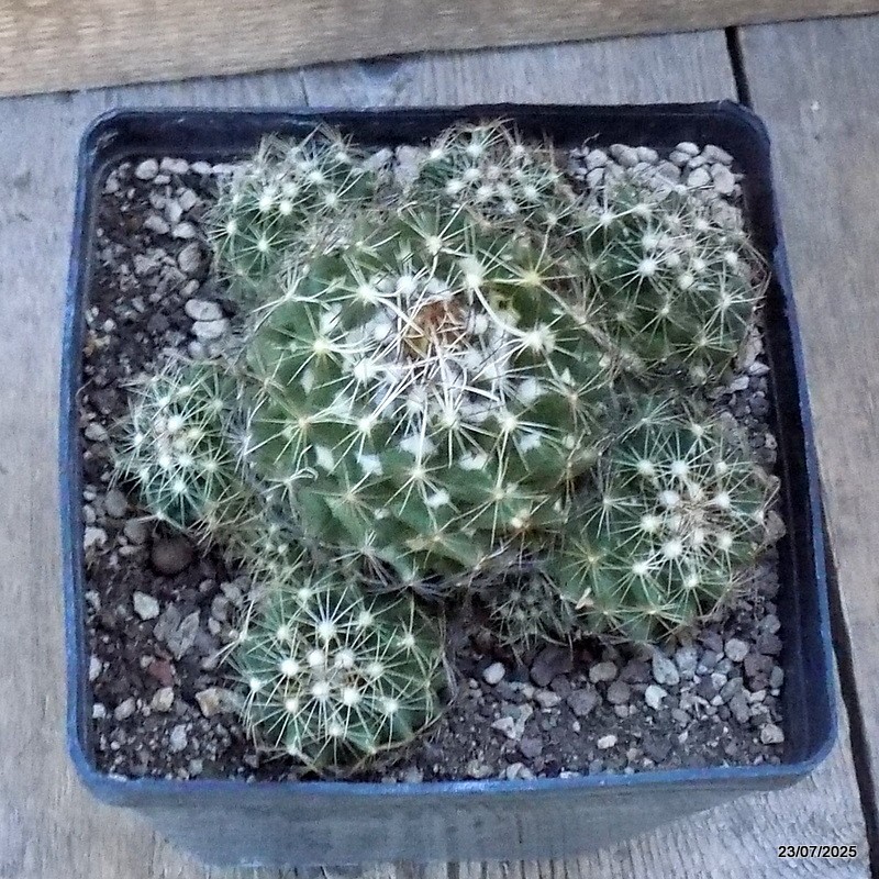 D5447 CORYPHANTHA NICKELSAE pot14-H11-W13 cm MaMa Cactus