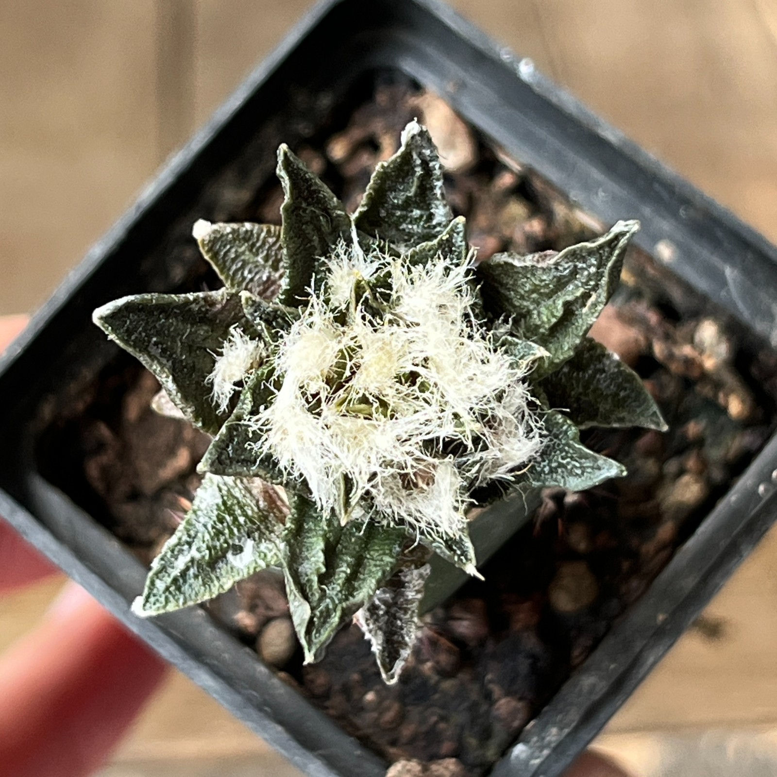 A9-438 Cactus scapharostrus, VM233, Rayones, grafted