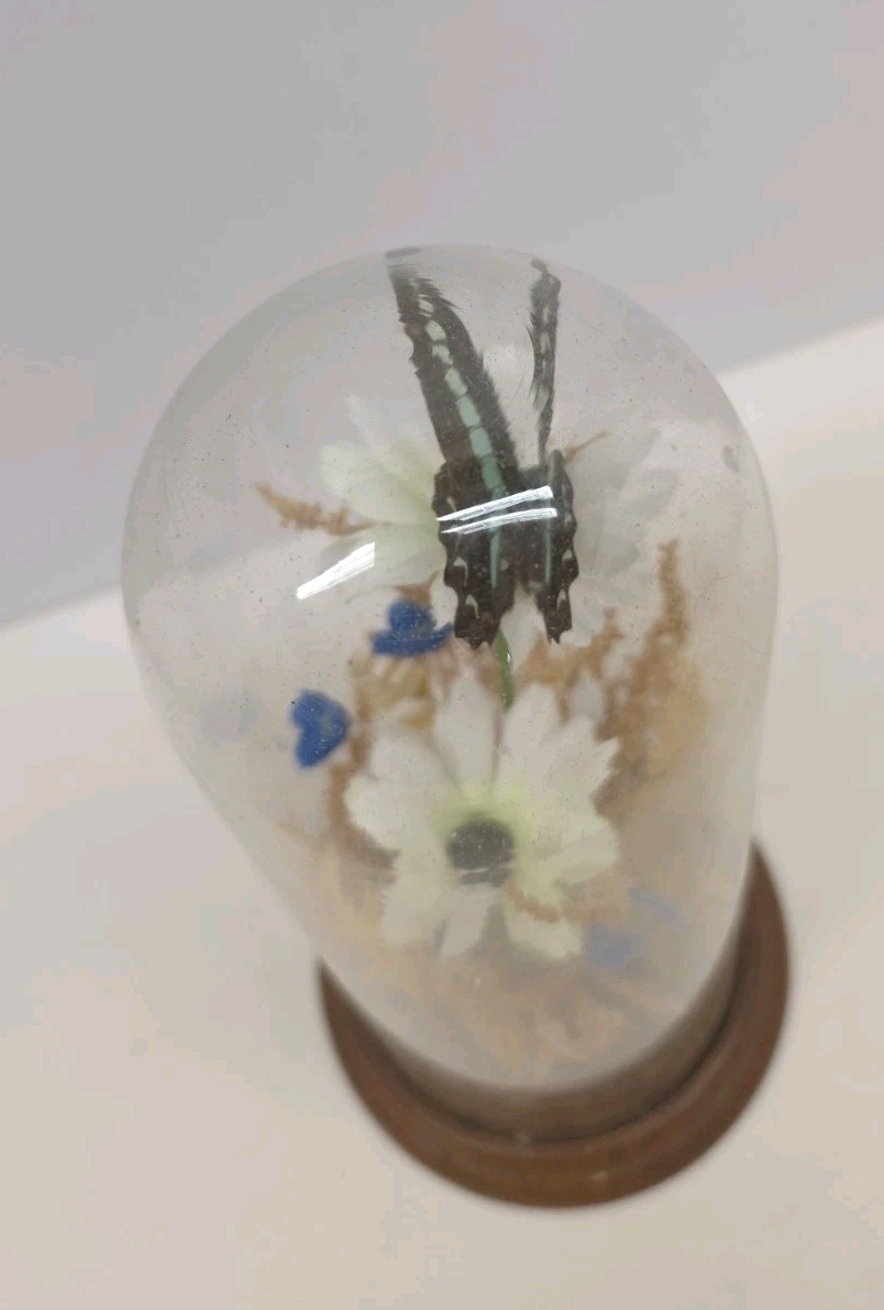 Vintage Real Butterfly & Daisy Flowers Under Glass Dome Wood Base Taiwan 7.5″