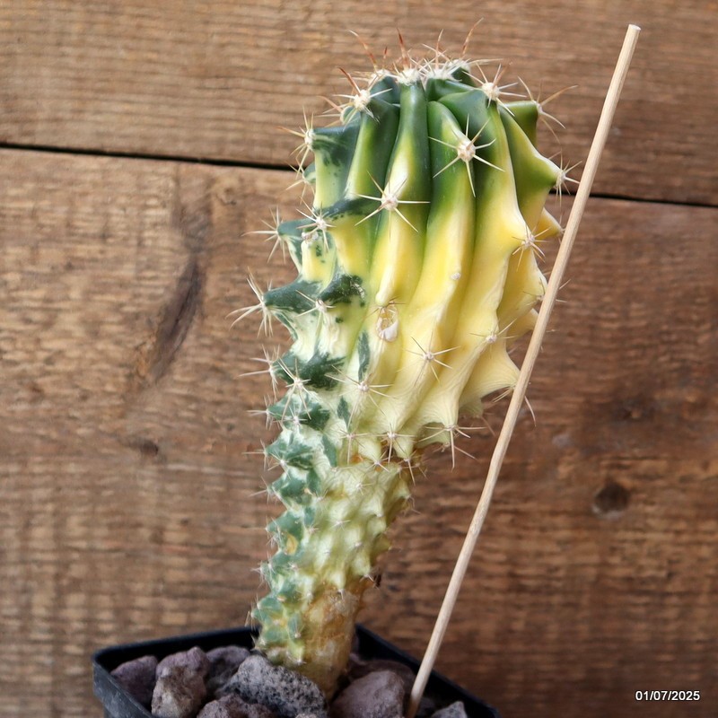 D4981 FEROCACTUS HYBRID VARIEGATED pot9-H22-W8 cm MaMa Cactus