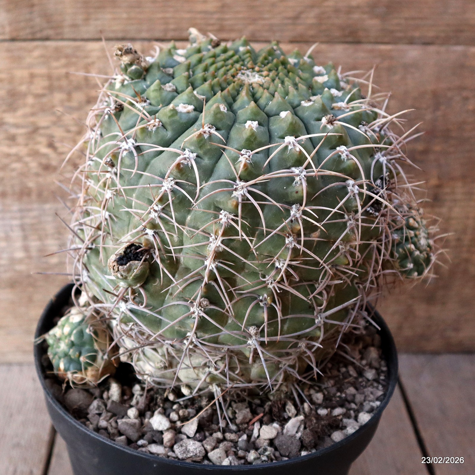 D7852 GYMNOCALYCIUM VIEDTZIANUM pot18-H18-W19 cm MaMa Cactus